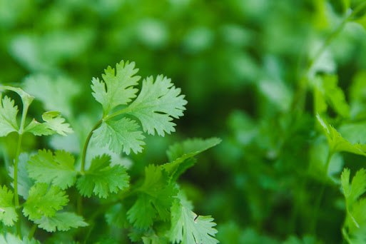 Coriander
