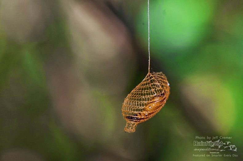 urodidae-cocoon-1