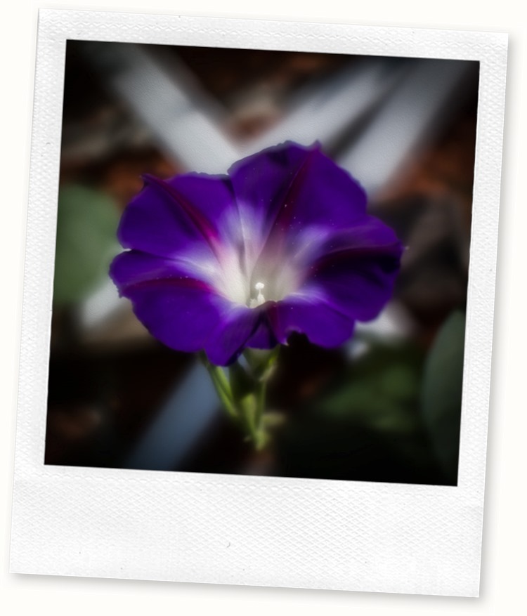 purple morning glory oilpaint