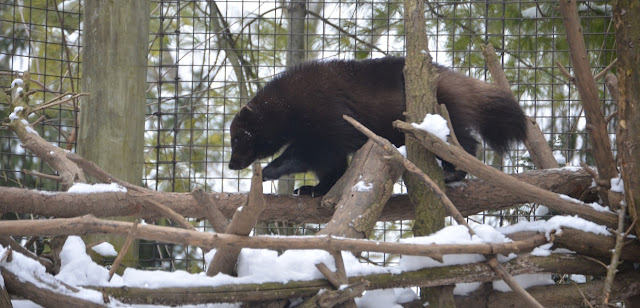 A wolverine walks on a snowy pile of logs.