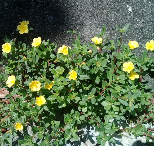 Apesar de parecida com a beldroega, é muito vistosa e tem flores bem maiores.  São cultivadas em canteiros, floreiras, vasos e jardins de qualquer tamanho. A planta se desenvolve facilmente, floresce o ano todo e não exige cuidados além de Sol e água.  É uma planta rasteira, de folhas suculentas e flores coloridas; rosa, amarelo, vermelho e branco.