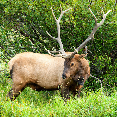 Bull elk, Rocky Mountain National Park
