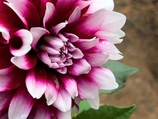 Dahlia Gardens at Haywood Community Gardens