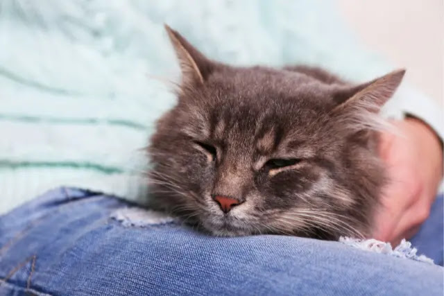 5-raisons-pour-lesquelles-les-chats-dorment-sur-vous