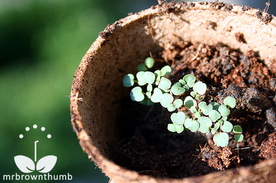 how to water seedlings, how to water seeds from the bottom