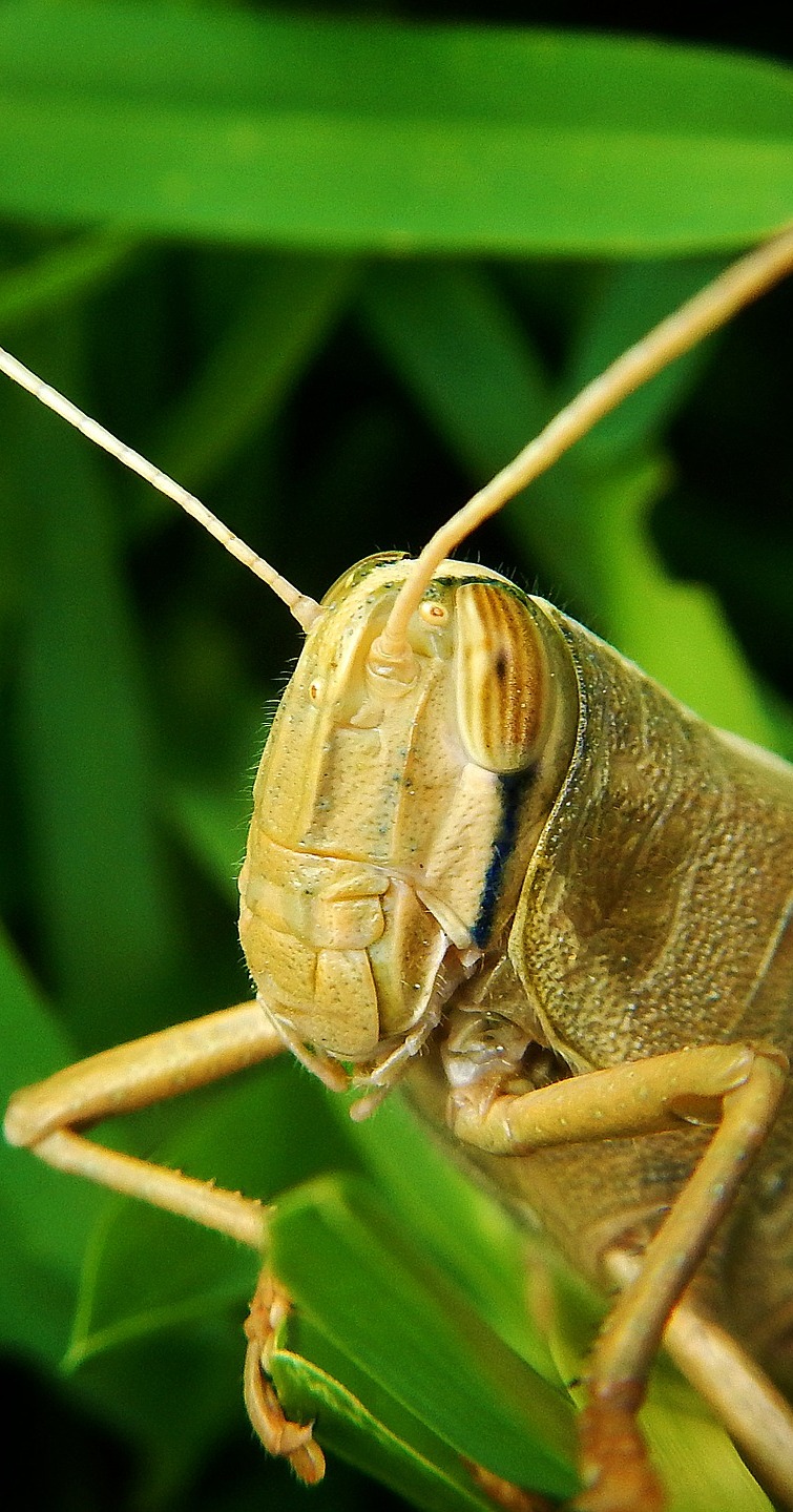 A grasshopper up close.