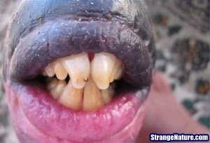 strange fish with human teeth 3