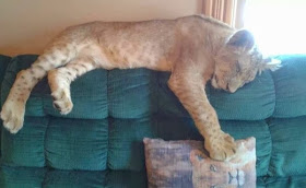 Funny animals of the week - 21 February 2014 (40 pics), baby lion sleeps on the couch