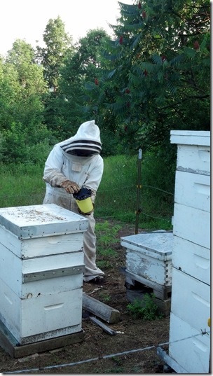 Sugar Water to the Bees