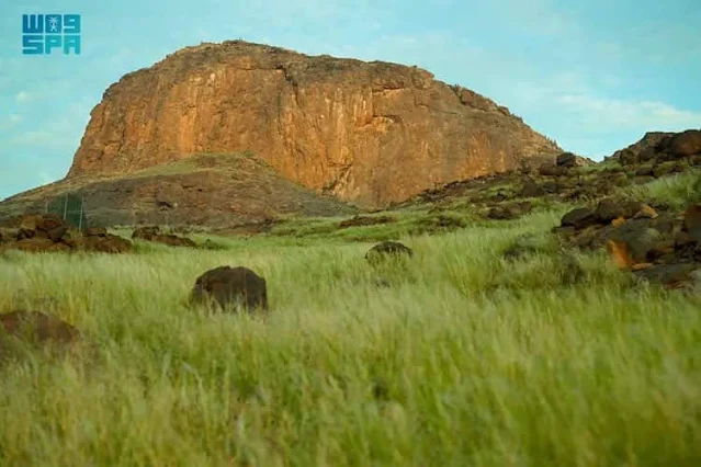 Mount Hira in Makkah covered with Green grass after the recent rains - Saudi-Expatriates.com