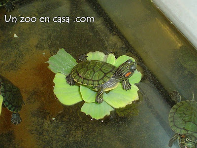 Cría de tortuga de orejas rojas sobre una lechuga de agua