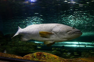 Epinephelus daemelii