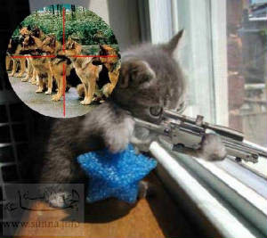 funny cats with guns funny cats wallpaper funny cats with words funny fat cats funny cats and dogs-FUNNY+CATS%2BFUNNY+PICS%2BFUNNY+PICS%2BFUNNYPICS%2BFUNNY+PICTURES