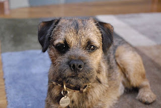 border terrier puppies pictures