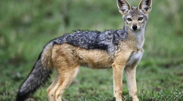 The jackal resides in genus canis. This genus also contains wolf and dog