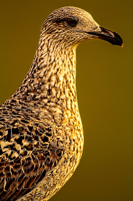 Fotografía de una gaviota en el blog