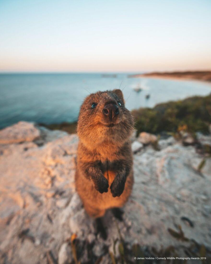 Hilariously Adorable Entries From The 2019 Comedy Wildlife Photography Awards