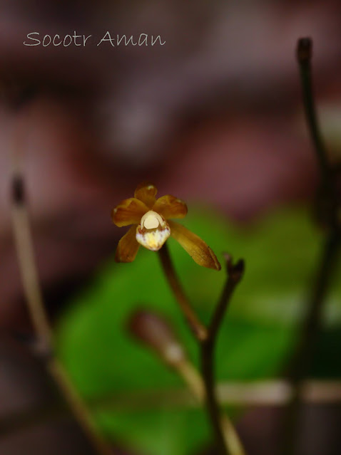 Lecanorchis suginoana