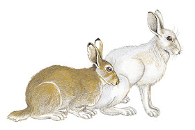 liebre artica Lepus articus