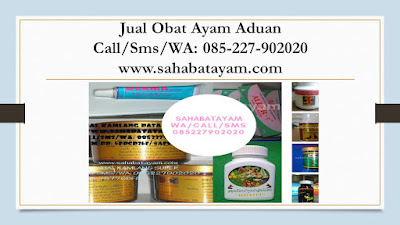 Obat Ayam Habis Tarung Parah, Obat Ayam Hbs Diadu, Obat Ayam Hidung Berair, Obat Ayam Hilang Suara, Obat Ayam Hutan Berak Kapur