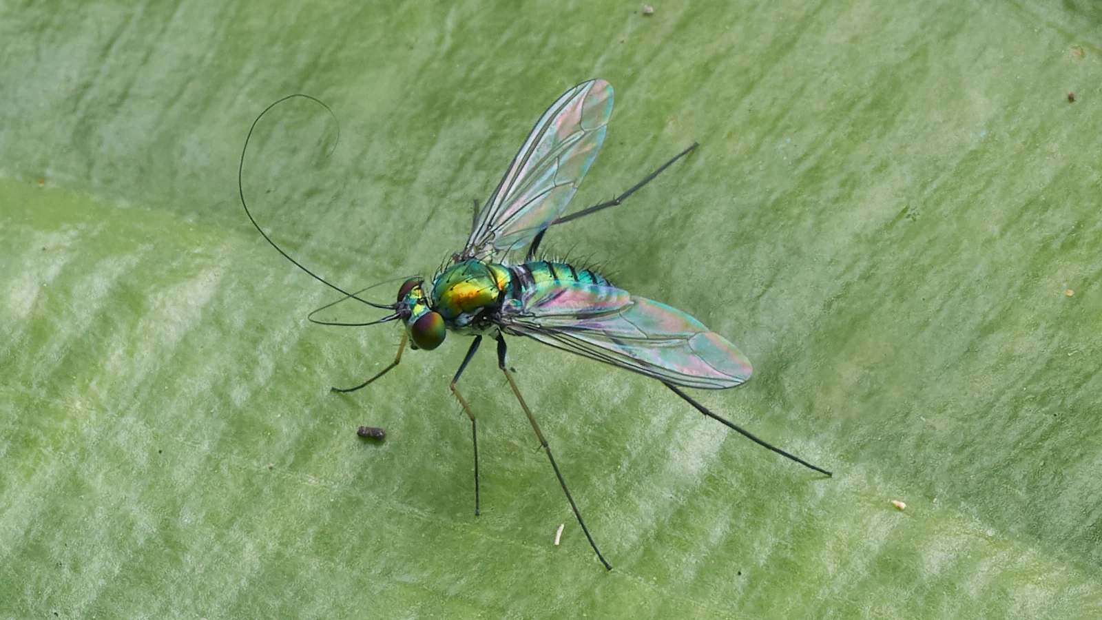 Grahame has a whole bunch more talent. After he redid my rainbow Fly shot I really felt a need to get close to his version. 