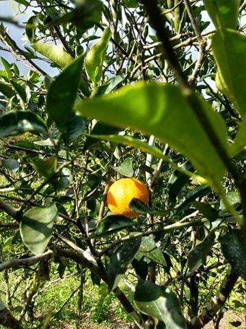 Abaca Citrus Plantation