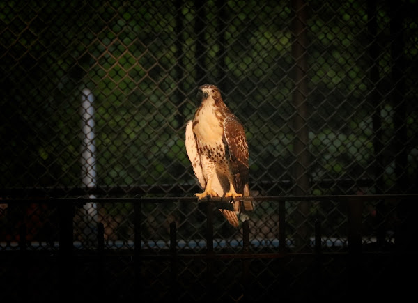 Tompkins Square red-tailed hawk fledgling