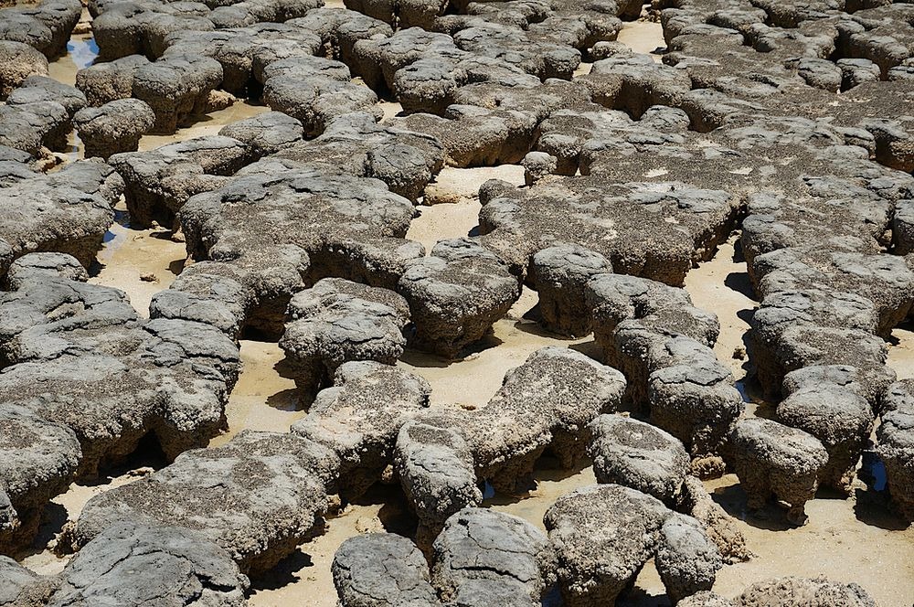 hamelin-pool-stromatolites-5