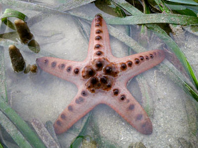 Starfish, Knobbly sea star (Protoreaster nodosus)