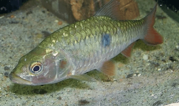 Ikan Hampala Dispar