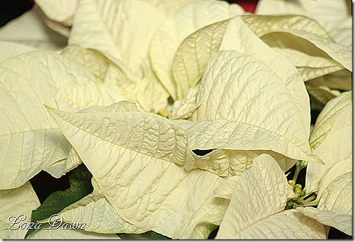 Poinsettia2_White_Dec2