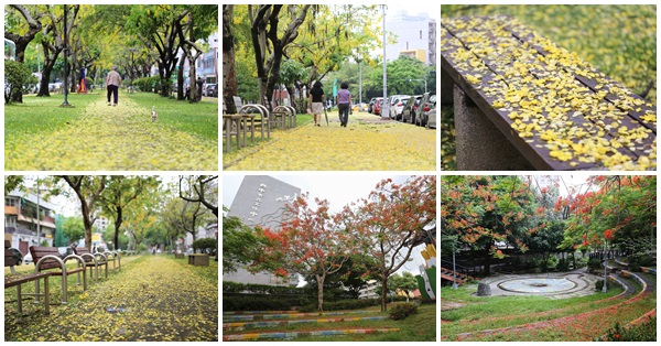 台中西區|梅川東路|雨後的阿勃勒在梅川園道鋪上黃金地毯|文化中心鳳凰花開