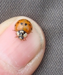 10-spot ladybird