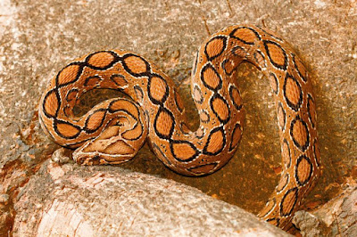 Russel Viper Snake
