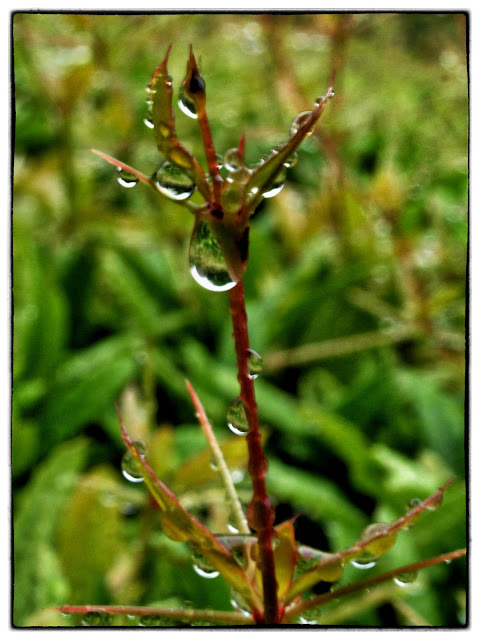 Branch Bedecked with Raindrops, Central Park, NYC