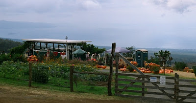 Kula Farms pumpkin patch, Oct 2009