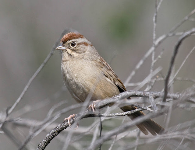 Rufous-crowned Sparrow