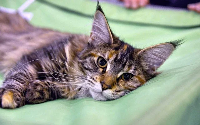 Sweet looking slightly shy female Maine Coon