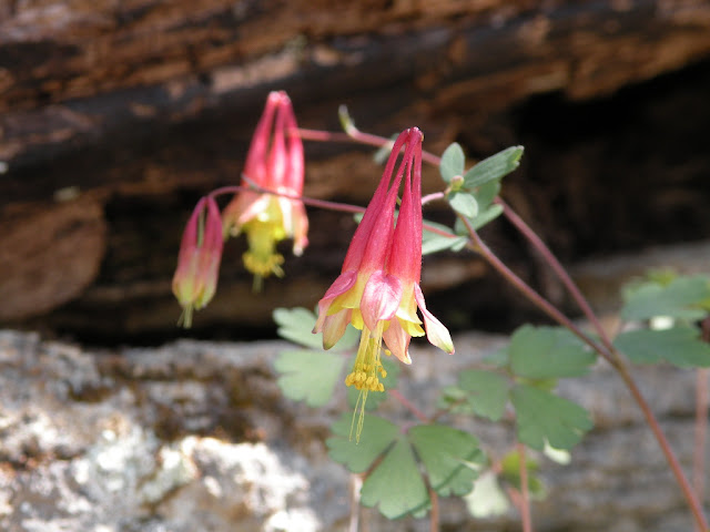 bright red and yellow columbine flower hangs from rocky cliff