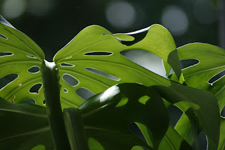 Monstera dziurawa- charakterystyczny liść