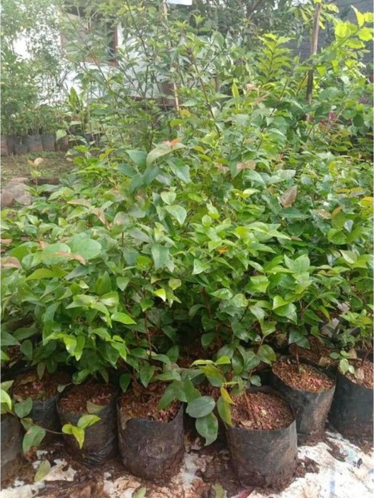 bibit dewandaru tanaman buah siyanto langka cocok disegala cuaca Pontianak