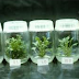  Better Plant  with Tissue Culture 