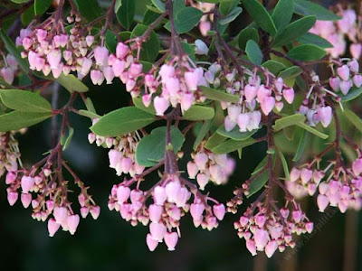  Arctostaphylos_Baby_Bear_Manzanita_Bush-2