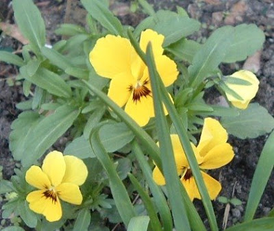 [Photo: yellow violas.]