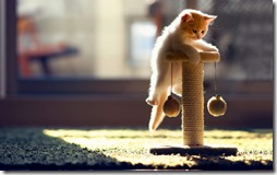 gatos rubios- buscoimagenes (21)