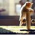 Fotos grandes de gatos rubios