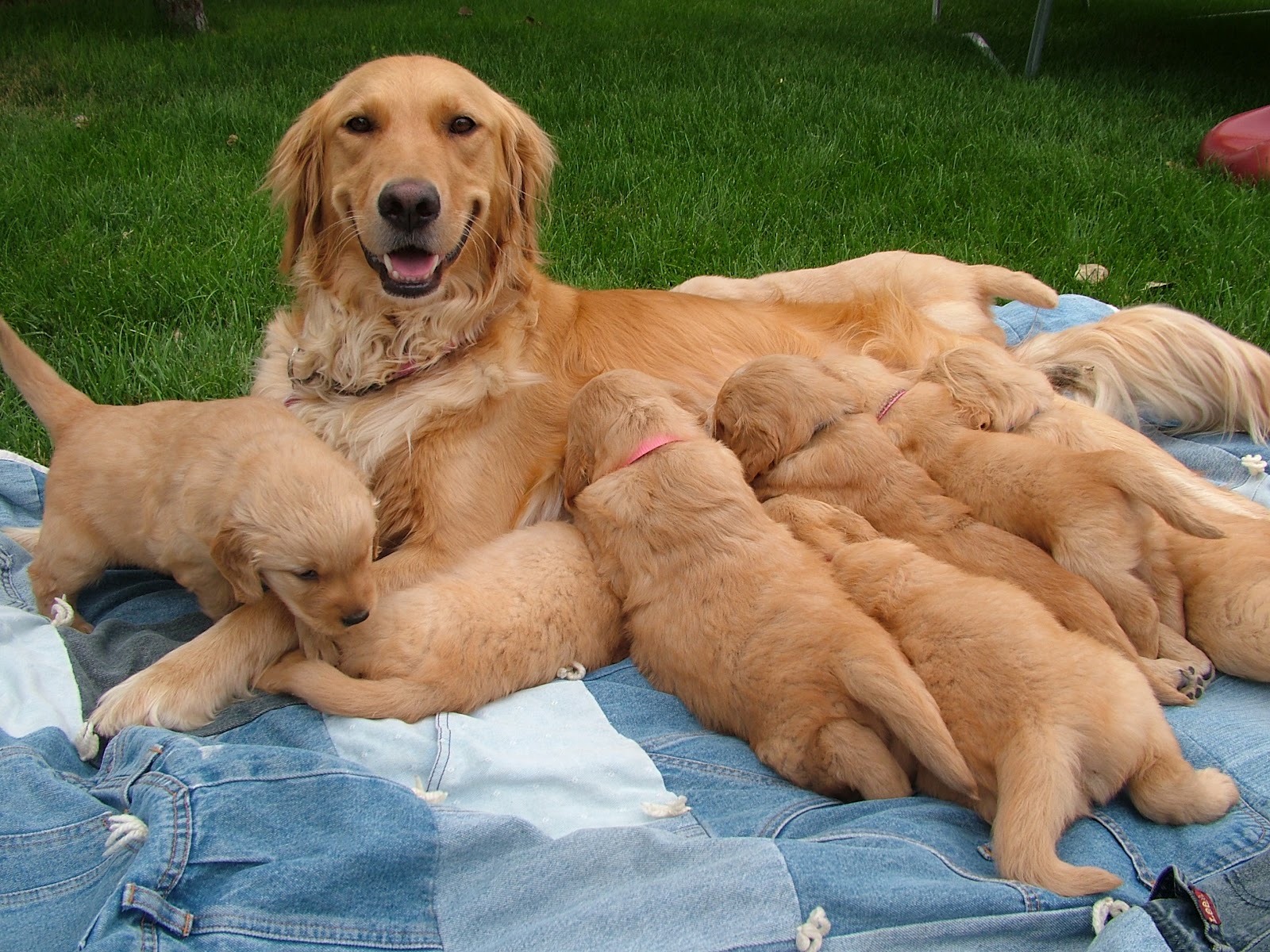 Goldie's Goldens: AKC Purebred Golden Retriever Puppies For Sale! - DSCF3026