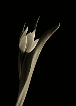 tulipa branca