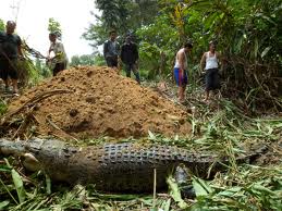 7 Hewan  Purba  Yang Masih Hidup di Indonesia Bertilu com 