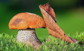 Mushroom
HD Wallpaper